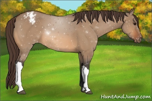 Horse Color:Bay Dun Appaloosa 