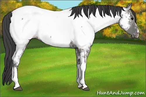 Horse Color:Grullo Ice Appaloosa 