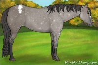 Horse Color:Grullo Appaloosa 