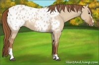 Horse Color:Red Dun Sabino Appaloosa 