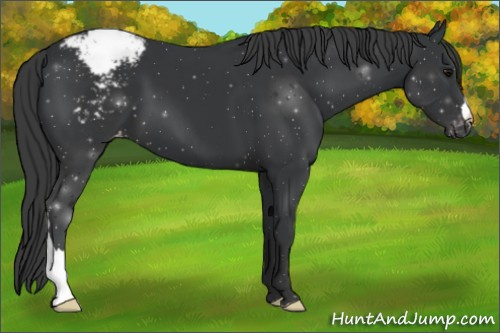 Horse Color:Black Appaloosa 