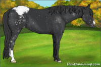 Horse Color:Black Appaloosa 