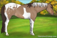 Horse Color:Brown Dun Tobiano Appaloosa 