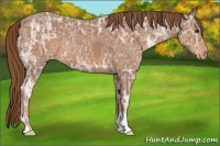 Horse Color:Chestnut Ice Appaloosa 
