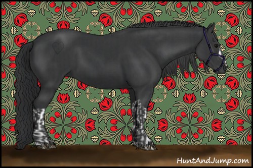 Horse Color:Black  and Black 