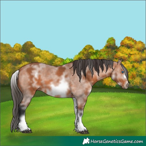 Horse Color:White Spotted Bay Sabino Frame