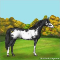 Horse Color:Black Frame 