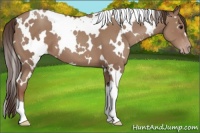 Horse Color:White Spotted Classic Champagne 
