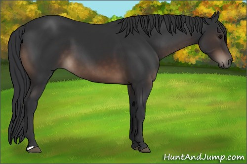 Horse Color:Brown 