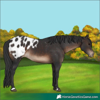 Horse Color:Brown Appaloosa 