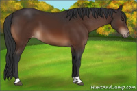 Horse Color:Brown Appaloosa 