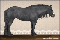 Horse Color:Black Varnish Rabicano 