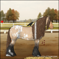Horse Color:White Spotted Bay Roan Dun Appaloosa 