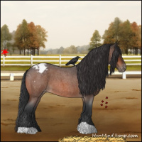 Horse Color:Bay Roan Appaloosa 