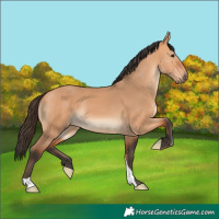 Horse Color:Bay Dun 
