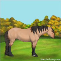 Horse Color:Bay Dun 