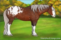 Horse Color:Silver Brown Sabino Splash Appaloosa 