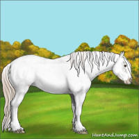 Horse Color:Liver Chestnut Sabino 