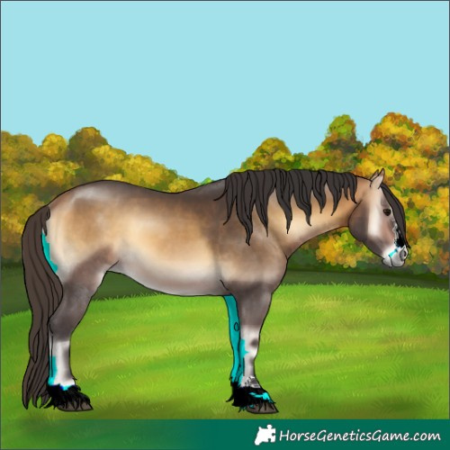 Horse Color:Buckskin Onyx 