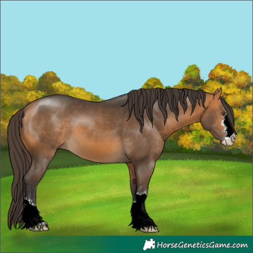 Horse Color:Buckskin 