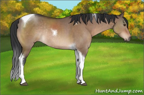 Horse Color:Brown Dun Tobiano Rabicano