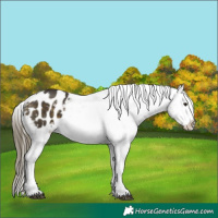 Horse Color:Buckskin Mushroom Appaloosa 