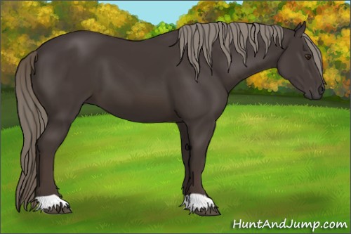 Horse Color:Liver Chestnut Mushroom 