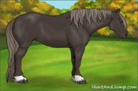 Horse Color:Liver Chestnut Mushroom 