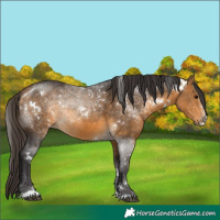 Horse Color:White Spotted Buckskin Sabino 