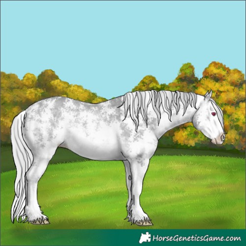 Horse Color:Silver Bay Chinchilla Sabino Splash Rabicano 