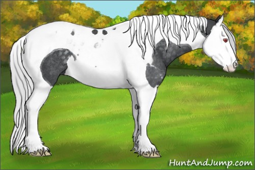 Horse Color:Silver Black Chinchilla Splash Tobiano Rabicano