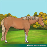 Horse Color:Chestnut Tobiano