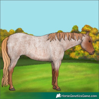 Horse Color:Red Roan Rabicano 