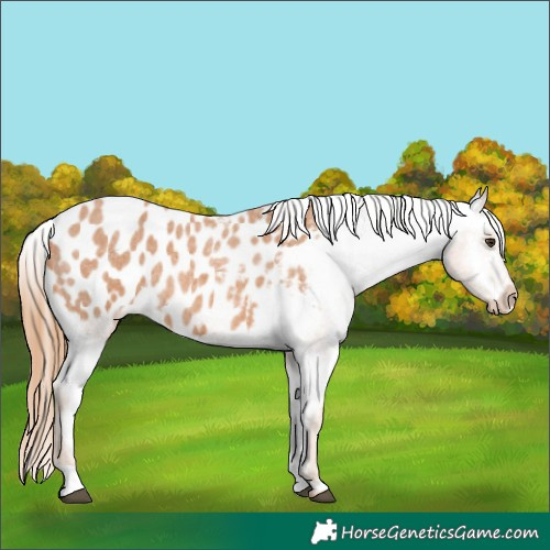 Horse Color:Red Roan Appaloosa 