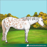Horse Color:Red Roan Appaloosa 