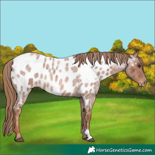 Horse Color:Red Roan Near Leopard