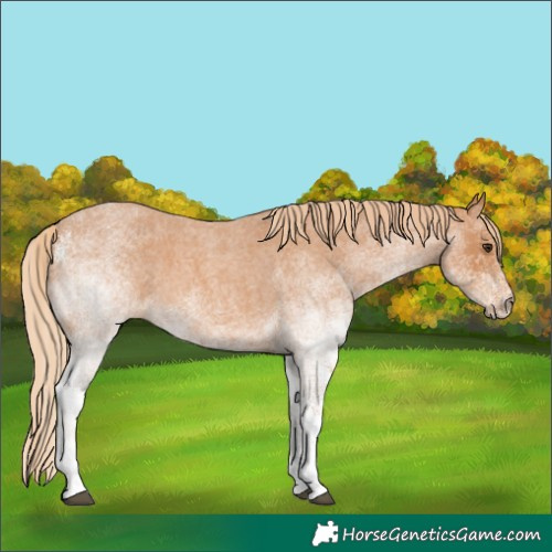 Horse Color:White Spotted Red Roan Rabicano 