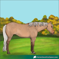 Horse Color:Silver Bay Dun 