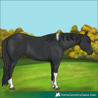 Horse Color:Black Tobiano 