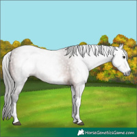 Horse Color:Gray White Spotted Bay Tobiano 
