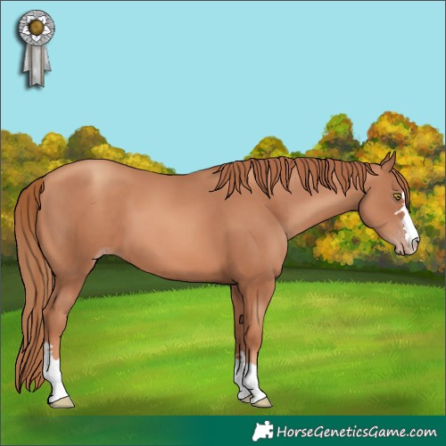 Horse Color:Gold Champagne