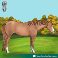 Horse Color:Gold Champagne 