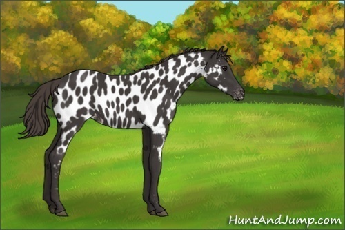Horse Color:Smoky Black Appaloosa 