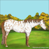 Horse Color:Gray Gold Champagne Appaloosa 