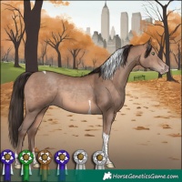Horse Color:Sable Champagne Tobiano