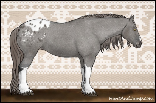 Horse Color:Grullo Appaloosa 