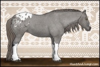 Horse Color:Grullo Appaloosa 