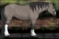 Horse Color:Grullo 