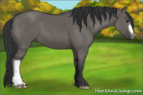 Horse Color:Grullo 