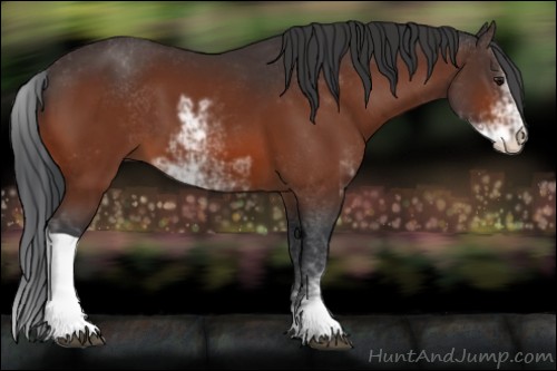 Horse Color:Bay Sabino 